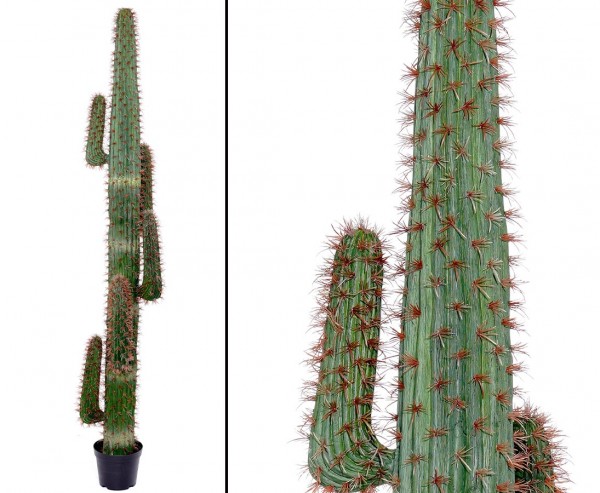 Mexikanischer Kaktus, grün mit Topf, 230cm