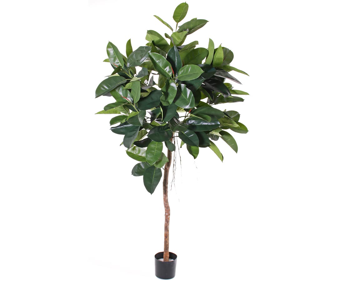 Ficus Gummibaum 180cm günstig online bestellen