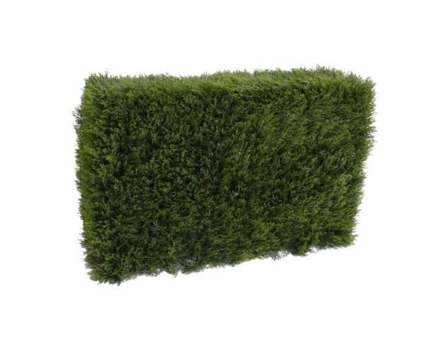 Zypressenhecke mit 90x60x35cm