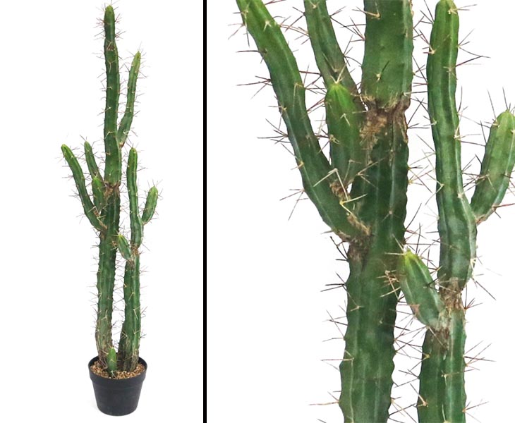 Kaktus Euphorbia 120cm mit Topf günstig bestellen