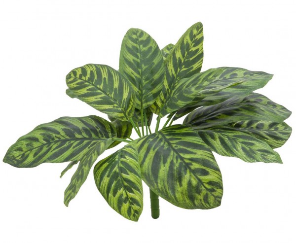 Calathea, Zimmerpflanze mit 18 gefärbten Blättern, Höhe 32cm