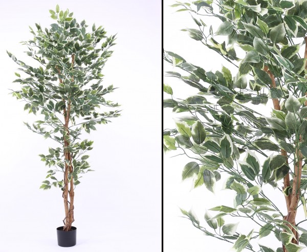 Kunstbaum Ficus Benjamini grün-weisse Blätter Höhe 150cm