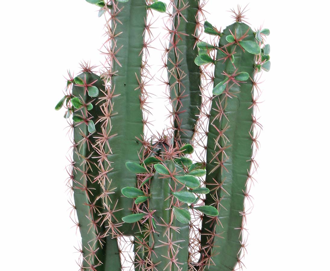 Kaktus Euphorbia 75cm ZJ Kunstpflanzen künstliche Pflanzen Kakteen Wolfsmilchgew 