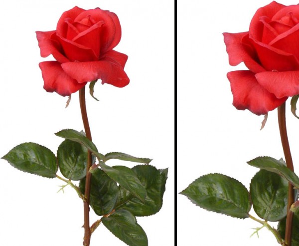 Rose Caroline Höhe ca. 70cm in rot, real touch durch Latexüberzug