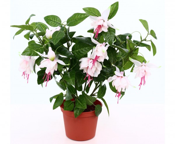 Kunstpflanze Fuchsia mit Übertopf 30cm hoch mit weiß/rosa Blüten
