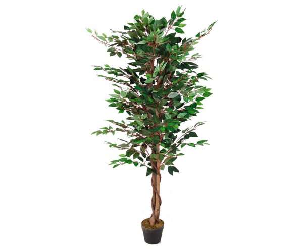 Ficus Benjamina mit 3 Naturstämmen, 1008 Blätter grün, Höhe 180cm