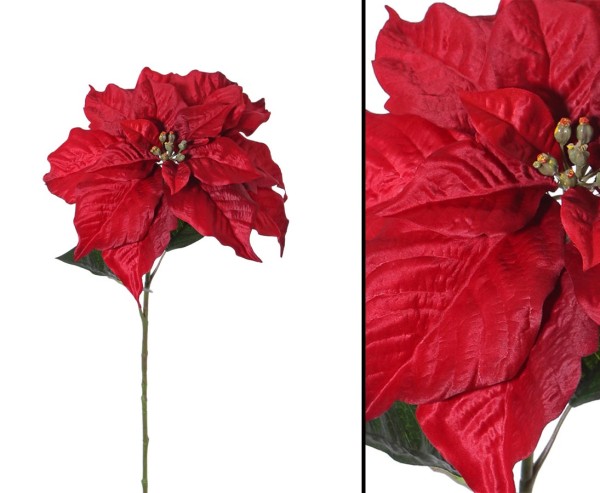Weihnachtsstern rot Länge 76cm mit Blüte 33cm