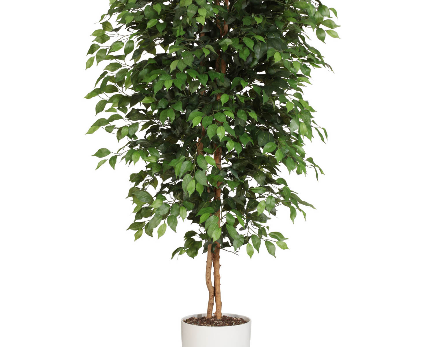 Ficus Benjamini Kunstbaum günstig mit 230cm bestellen