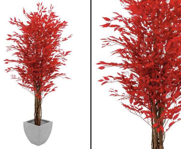 Ficus Benjamini, Multi Stamm natur, rote 1548 Blätter, Höhe 180cm