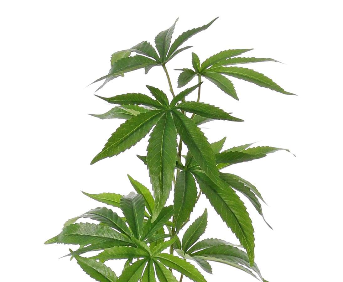 Marijuana Kunstpflanze mit 95cm und 14 Blättern online kaufen
