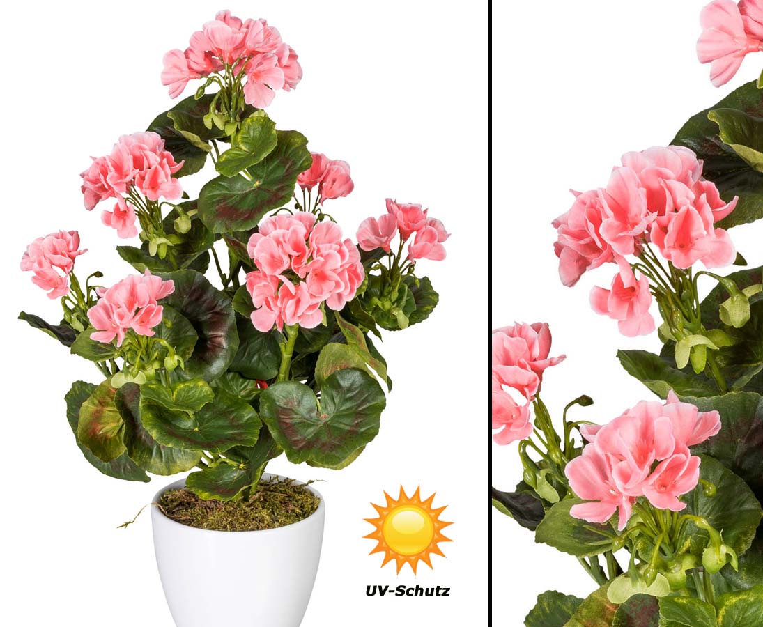 Geranie UV-Beständig mit rosa Blüten für Außeneinsatz hier kaufen