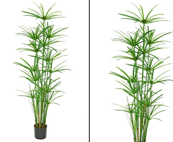 Papyrus- Cypern Gras Kunstpflanze mit 13 Stauden Höhe ca. 150cm