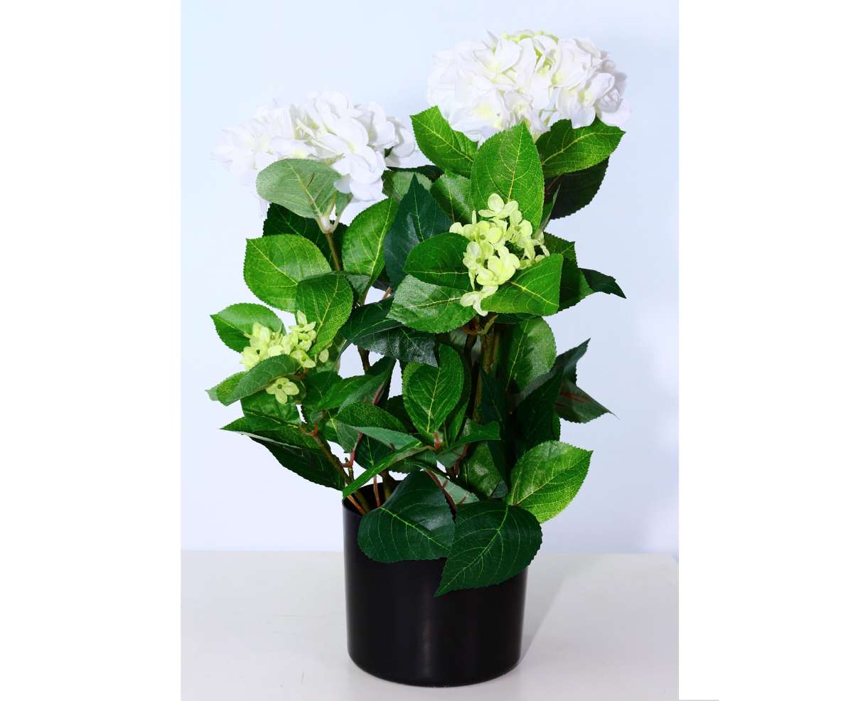 Bestellen Sie Hortensien mit weiß-creme farbenen Blüten