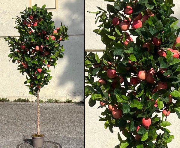 Apfelbaum mit 120 rötlichen Früchten und Naturstamm Höhe 250cm