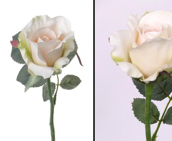 Rose Alice, weiße Blüte mit einem Durch. von 8cm, Länge 30cm