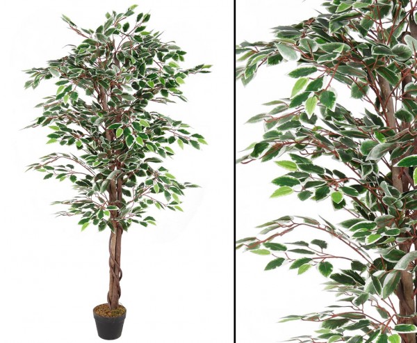 Ficus Benjamini Kunstbaum mit 3 Naturstämmen, 1008 Blätter grün-weiß, Höhe 180cm