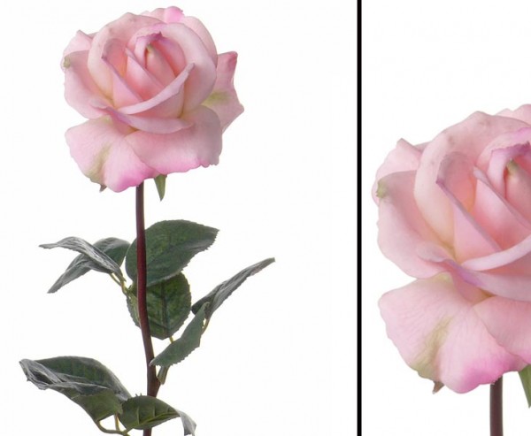 Rose Caroline Länge ca. 70cm in rosa, real touch durch Latexüberzug