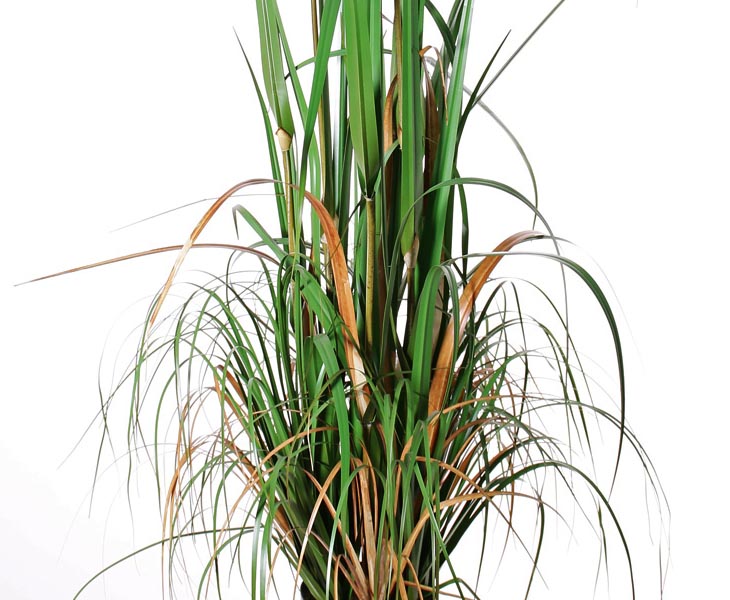 Pampas Gras Kunstpflanze blühend mit 120cm online kaufen