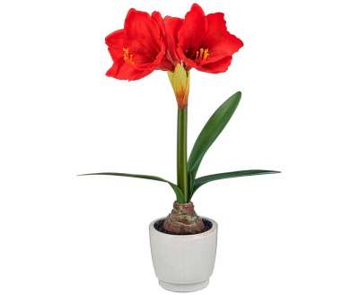 Weihnachtsblumen von